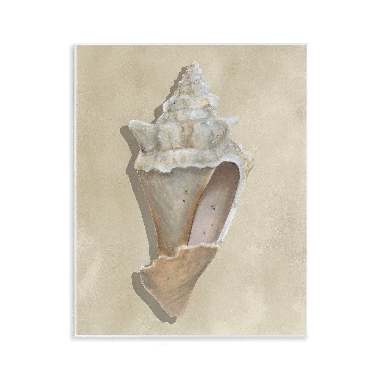 Stupell Industries Tan Toned Conch Shell Wall Plaque By Michael Willett